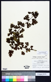 Crataegus marshallii image