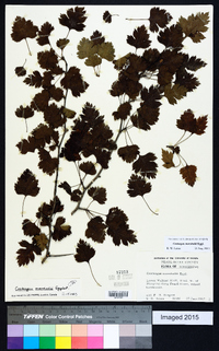 Crataegus marshallii image