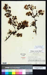 Crataegus marshallii image