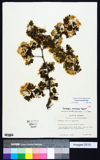 Crataegus marshallii image