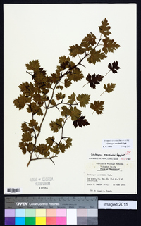 Crataegus marshallii image