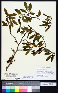 Crataegus opaca image