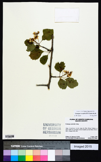 Crataegus oreophila image