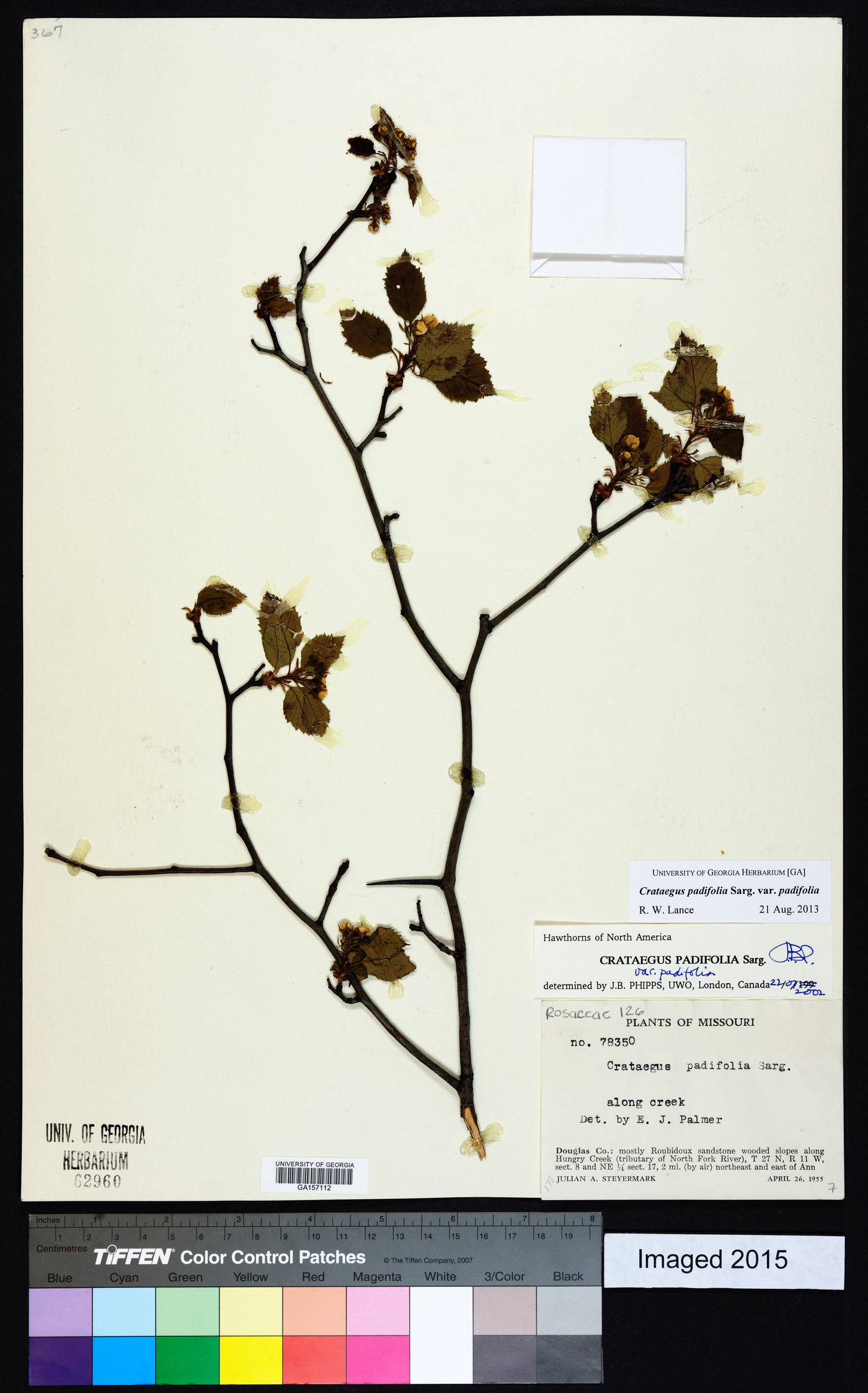 Crataegus padifolia var. padifolia image