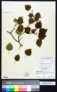 Crataegus pruinosa image