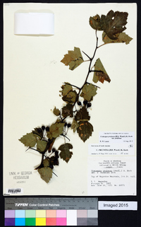 Crataegus pruinosa image