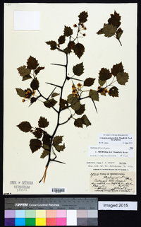 Crataegus pruinosa var. pruinosa image