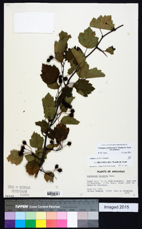 Crataegus pruinosa image