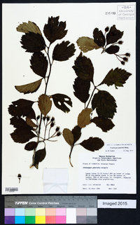 Crataegus punctata image