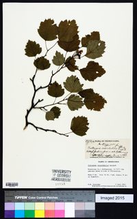 Crataegus recordabilis image