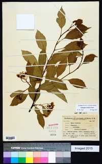 Crataegus rivularis image