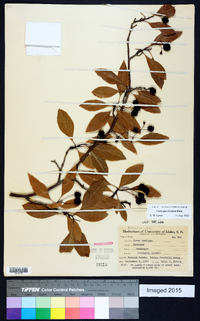 Crataegus rivularis image