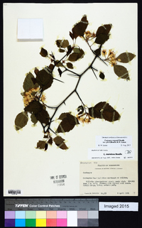 Crataegus punctata image