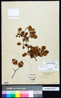 Crataegus sororia image