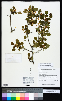 Crataegus sororia image