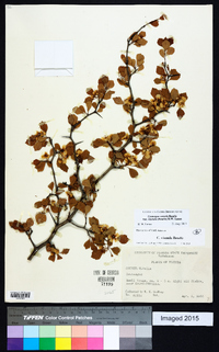 Crataegus sororia image