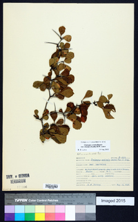 Crataegus sororia image