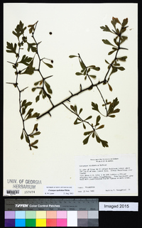 Crataegus spathulata image