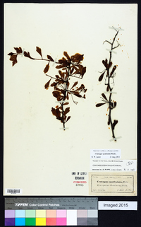 Crataegus spathulata image