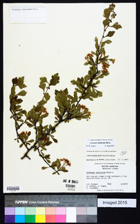 Crataegus spathulata image