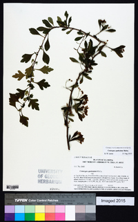 Crataegus spathulata image