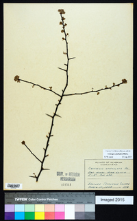 Crataegus spathulata image