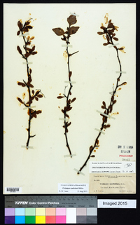 Crataegus spathulata image