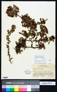 Crataegus spathulata image