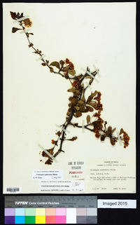 Crataegus spathulata image