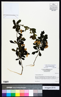 Crataegus spathulata image