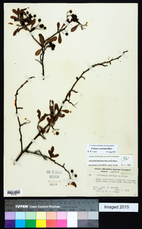 Crataegus spathulata image