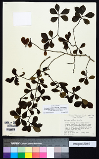 Crataegus uniflora image