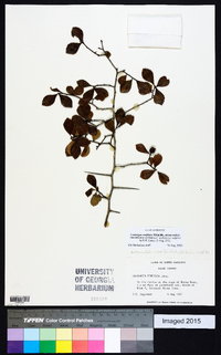 Crataegus uniflora image