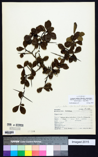 Crataegus uniflora image