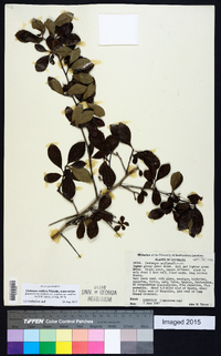 Crataegus uniflora image