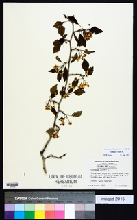 Crataegus viridis image