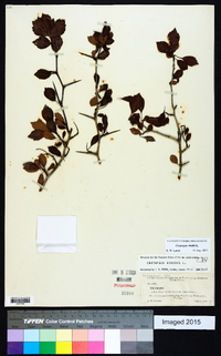 Crataegus viridis image