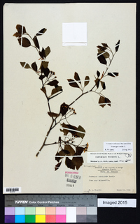 Crataegus viridis image