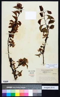 Crataegus viridis image