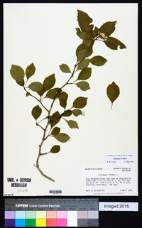 Crataegus viridis image