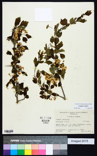 Crataegus viridis image