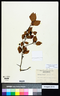 Crataegus viridis image