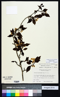 Crataegus viridis image