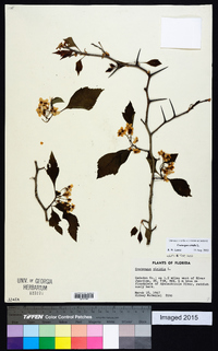 Crataegus viridis image