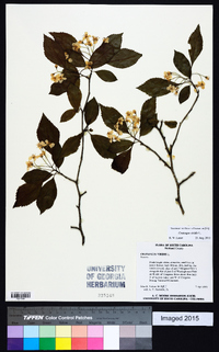 Crataegus viridis image