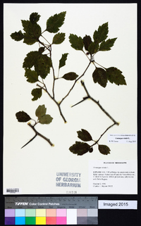 Crataegus viridis image