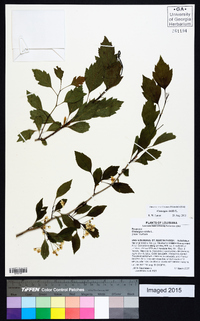 Crataegus viridis image