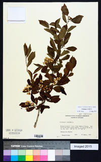 Crataegus viridis image