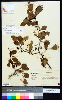 Crataegus viridis image