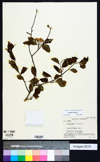 Crataegus viridis image